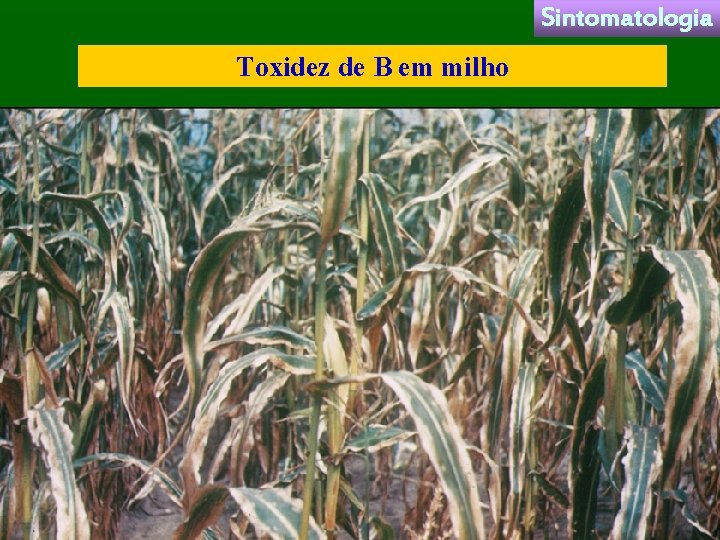Sintomatologia Toxidez de B em milho 