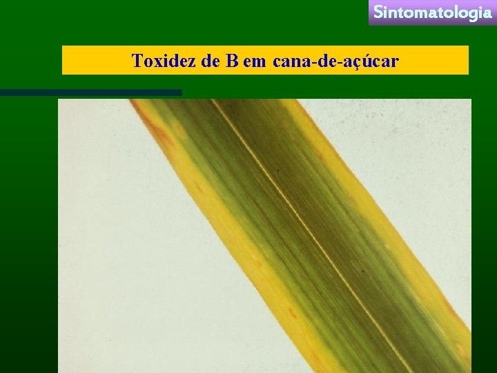 Sintomatologia Toxidez de B em cana-de-açúcar 