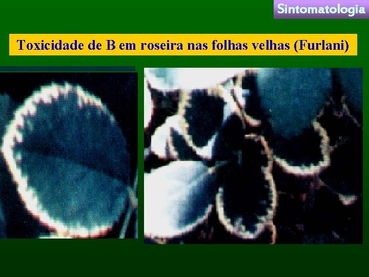 Sintomatologia Toxicidade de B em roseira nas folhas velhas (Furlani) 