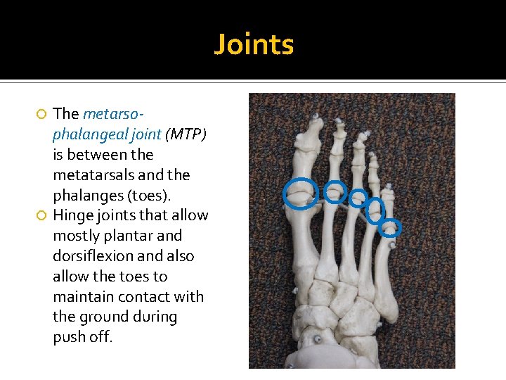 Joints The metarsophalangeal joint (MTP) is between the metatarsals and the phalanges (toes). Hinge