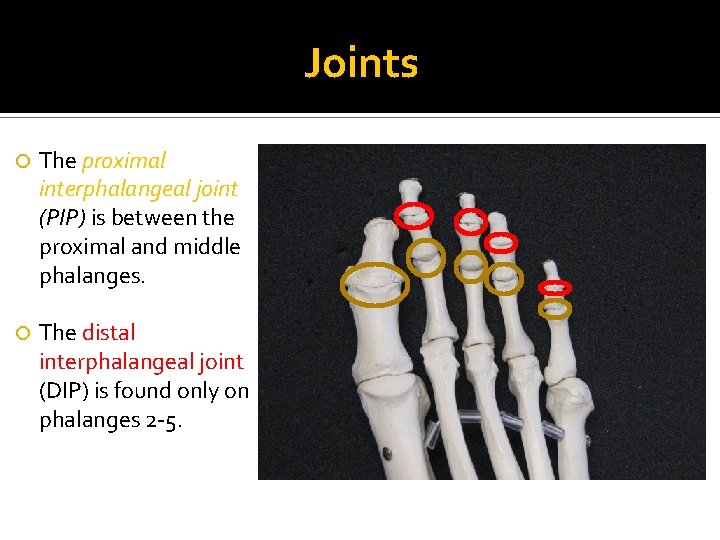 Joints The proximal interphalangeal joint (PIP) is between the proximal and middle phalanges. The