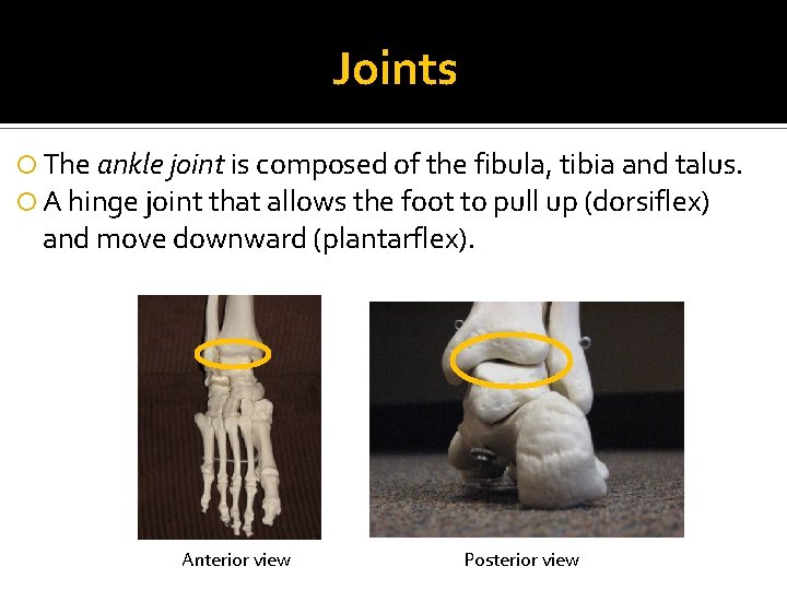 Joints The ankle joint is composed of the fibula, tibia and talus. A hinge
