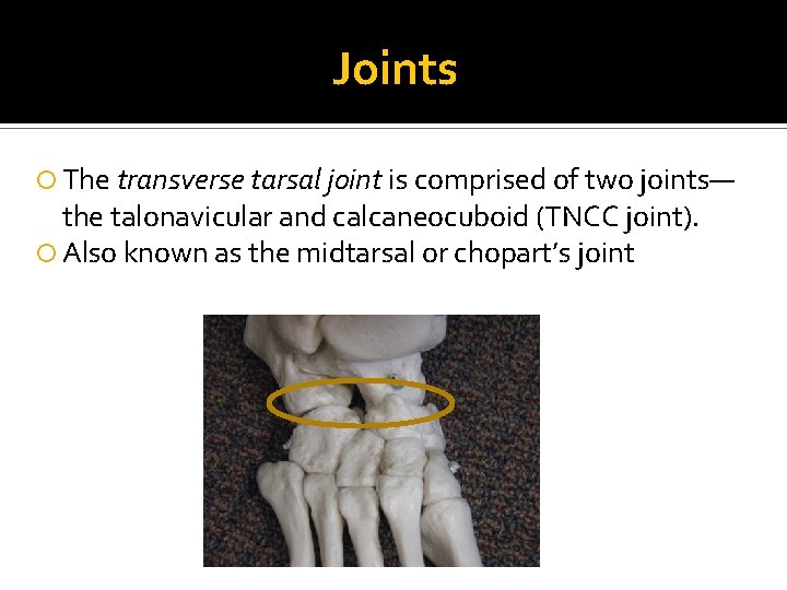 Joints The transverse tarsal joint is comprised of two joints— the talonavicular and calcaneocuboid