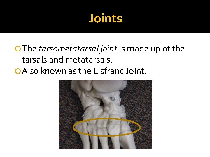 Joints The tarsometatarsal joint is made up of the tarsals and metatarsals. Also known
