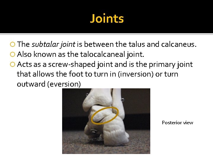 Joints The subtalar joint is between the talus and calcaneus. Also known as the