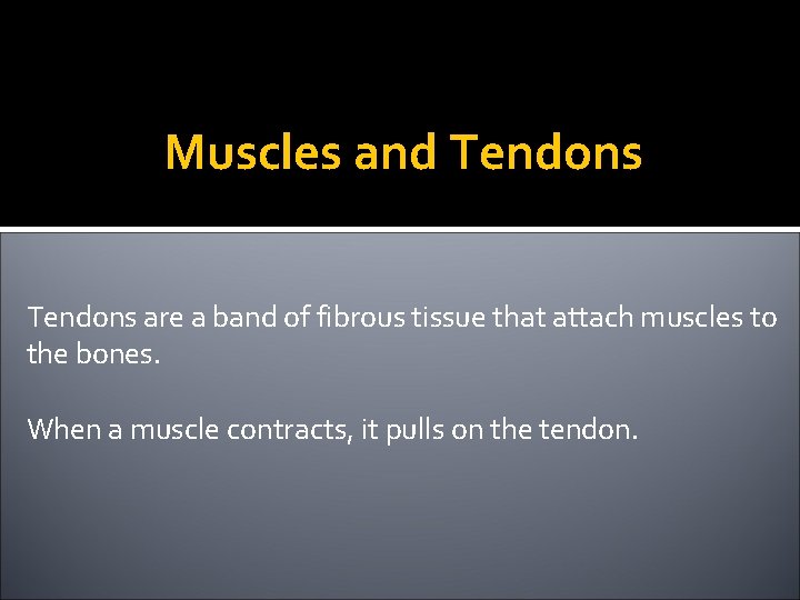 Muscles and Tendons are a band of fibrous tissue that attach muscles to the