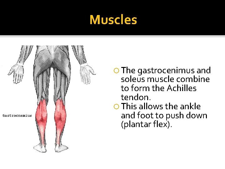 Muscles The gastrocenimus and soleus muscle combine to form the Achilles tendon. This allows