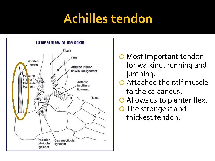 Achilles tendon Most important tendon for walking, running and jumping. Attached the calf muscle