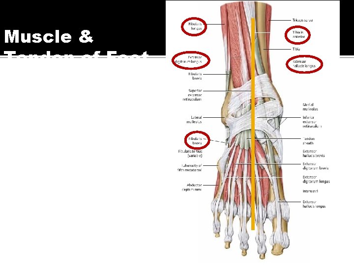 Muscle & Tendon of Foot & Ankle 