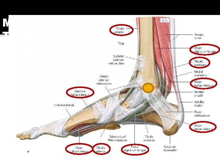Muscle & Tendon of Foot & Ankle 