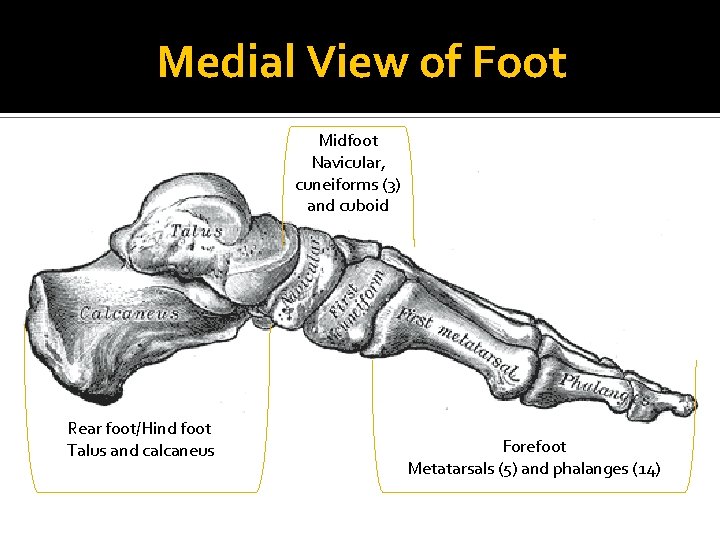 Medial View of Foot Midfoot Navicular, cuneiforms (3) and cuboid Rear foot/Hind foot Talus