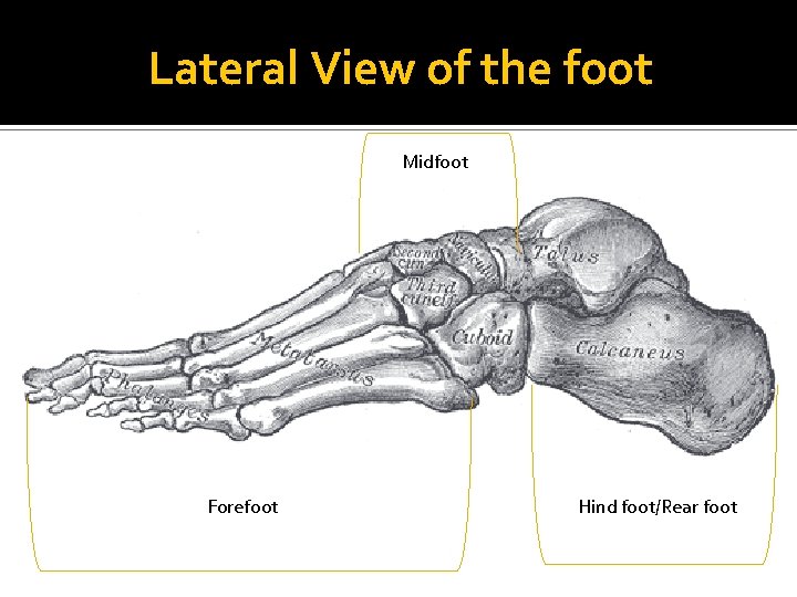 Lateral View of the foot Midfoot Forefoot Hind foot/Rear foot 