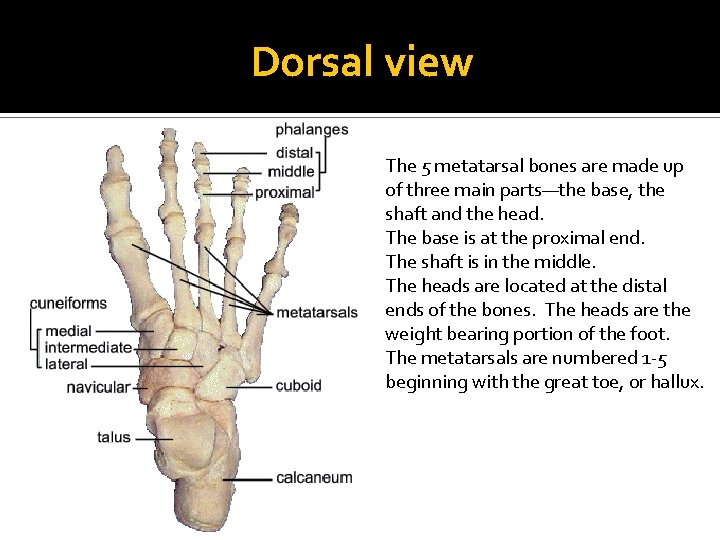Dorsal view The 5 metatarsal bones are made up of three main parts—the base,