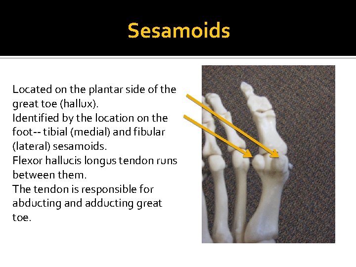 Sesamoids Located on the plantar side of the great toe (hallux). Identified by the