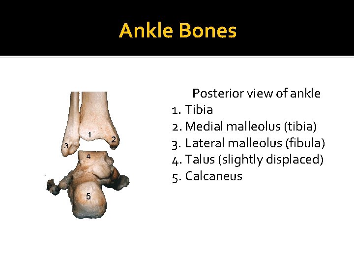 Ankle Bones Posterior view of ankle 1. Tibia 2. Medial malleolus (tibia) 3. Lateral