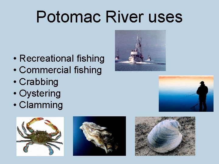 Potomac River uses • Recreational fishing • Commercial fishing • Crabbing • Oystering •