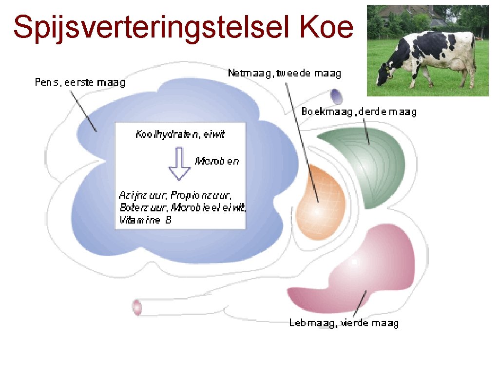 Spijsverteringstelsel Koe 