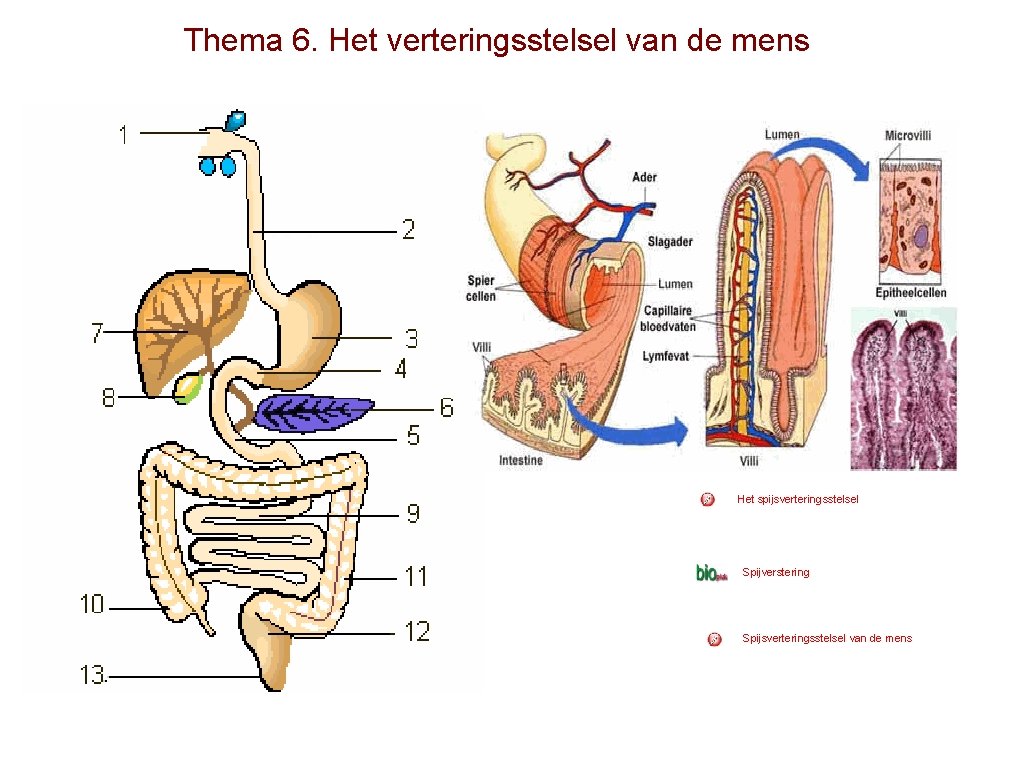 Thema 6. Het verteringsstelsel van de mens Het spijsverteringsstelsel Spijverstering Spijsverteringsstelsel van de mens