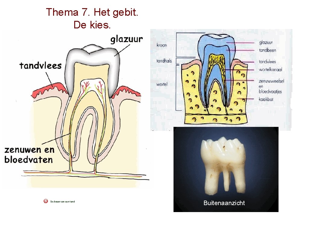 Thema 7. Het gebit. De kies. De bouw van een tand Buitenaanzicht 