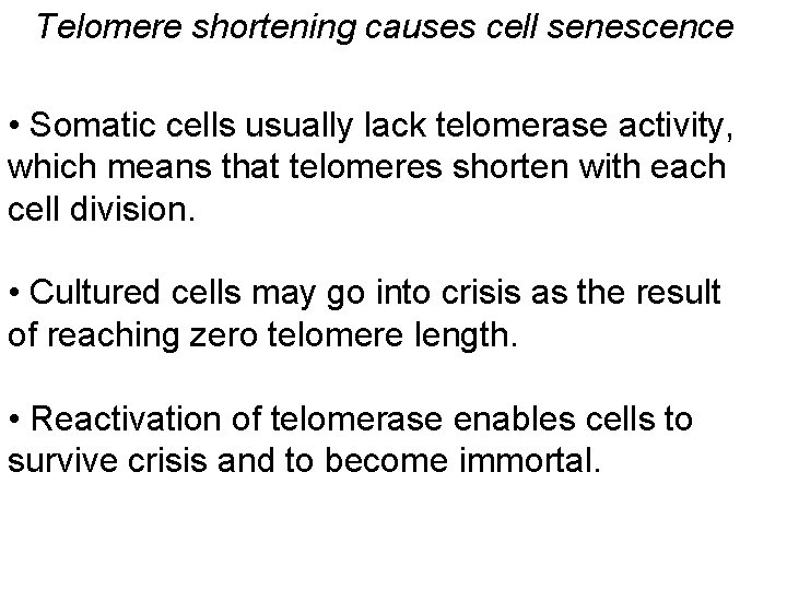 Telomere shortening causes cell senescence • Somatic cells usually lack telomerase activity, which means