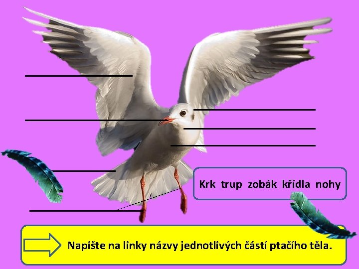 Krk trup zobák křídla nohy Napište na linky názvy jednotlivých částí ptačího těla. 