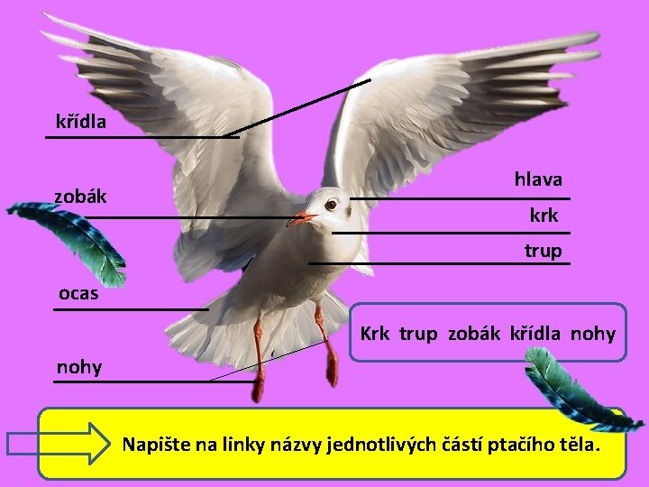 křídla zobák hlava krk trup ocas Krk trup zobák křídla nohy Napište na linky