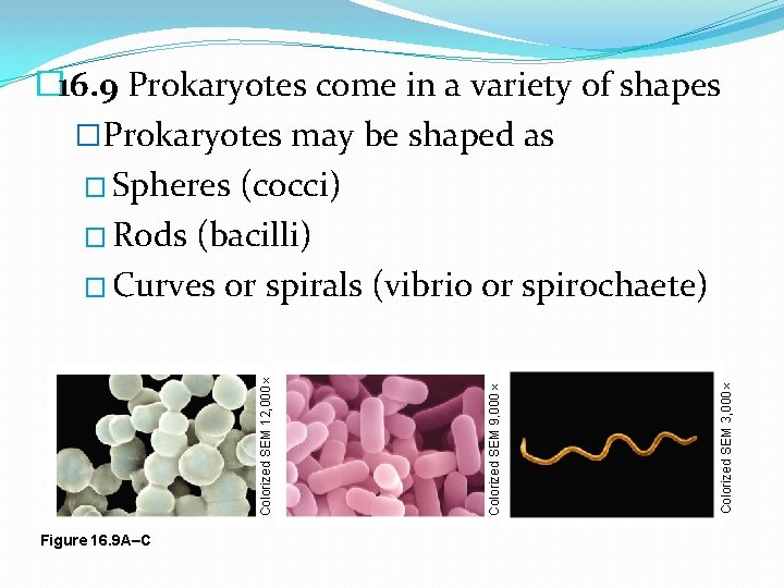 Chapter 16 The Origin and Evolution of Microbial