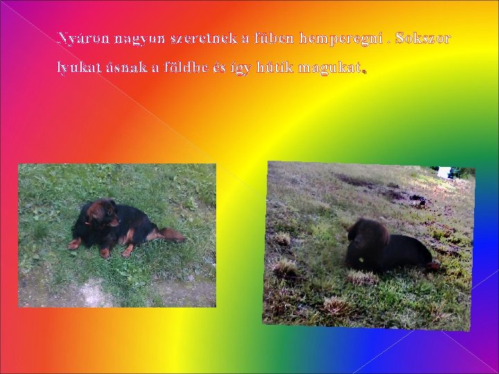 Nyáron nagyon szeretnek a fűben hemperegni. Sokszor lyukat ásnak a földbe és így hűtik
