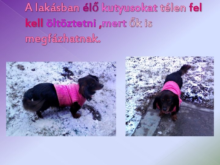 A lakásban élő kutyusokat télen fel kell öltöztetni , mert ők is megfázhatnak. 