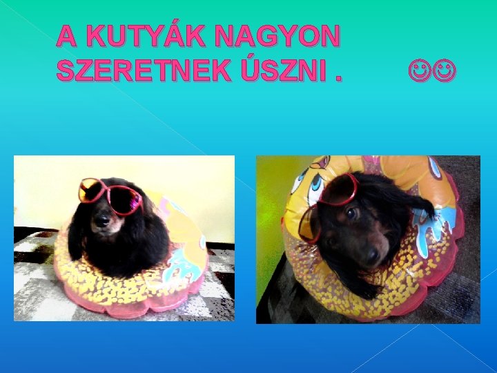 A KUTYÁK NAGYON SZERETNEK ÚSZNI. 