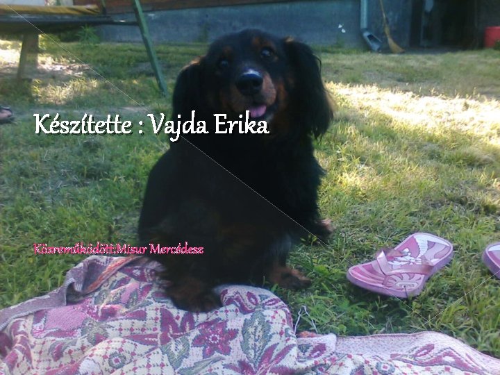 Készítette : Vajda Erika Közreműködött: Misur Mercédesz 