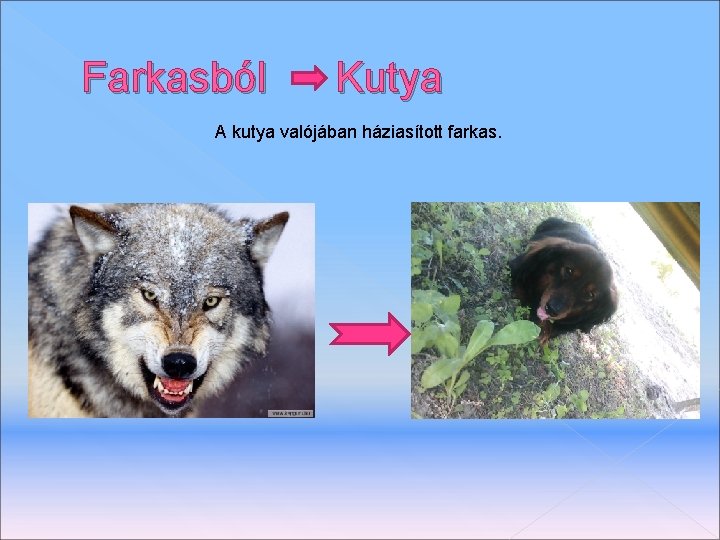 Farkasból Kutya A kutya valójában háziasított farkas. 