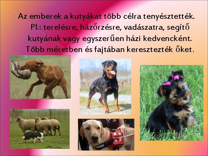 Az emberek a kutyákat több célra tenyésztették. Pl. : terelésre, házőrzésre, vadászatra, segítő kutyának