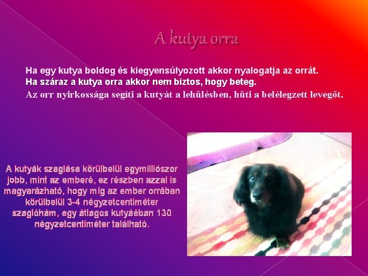A kutya orra Ha egy kutya boldog és kiegyensúlyozott akkor nyalogatja az orrát. Ha