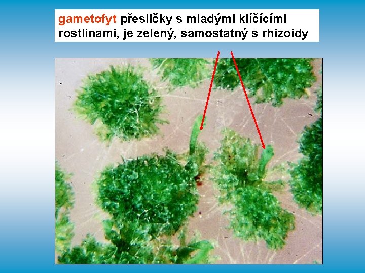 gametofyt přesličky s mladými klíčícími rostlinami, je zelený, samostatný s rhizoidy 