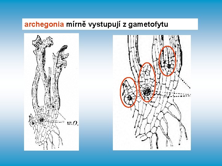 archegonia mírně vystupují z gametofytu 