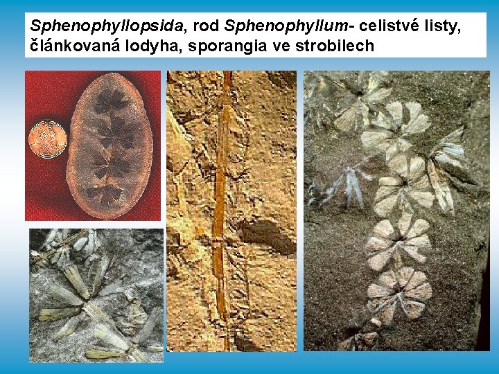 Sphenophyllopsida, rod Sphenophyllum- celistvé listy, článkovaná lodyha, sporangia ve strobilech 