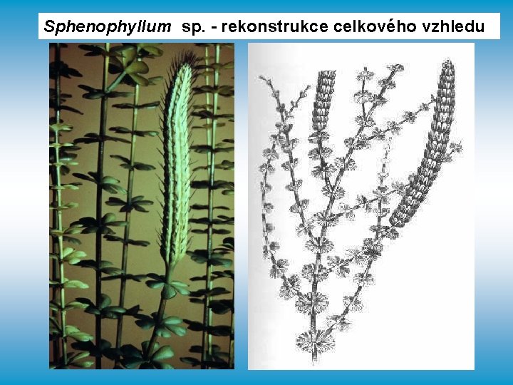 Sphenophyllum sp. - rekonstrukce celkového vzhledu 