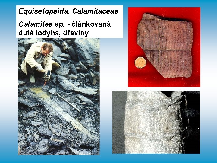 Equisetopsida, Calamitaceae Calamites sp. - článkovaná dutá lodyha, dřeviny 