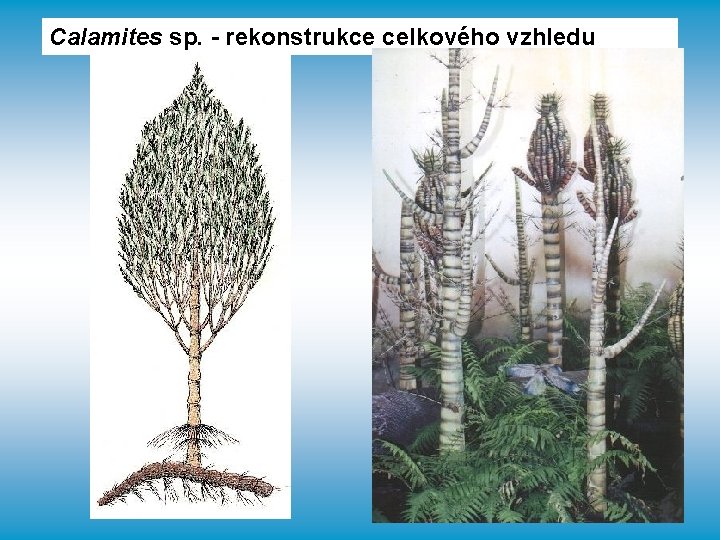 Calamites sp. - rekonstrukce celkového vzhledu 