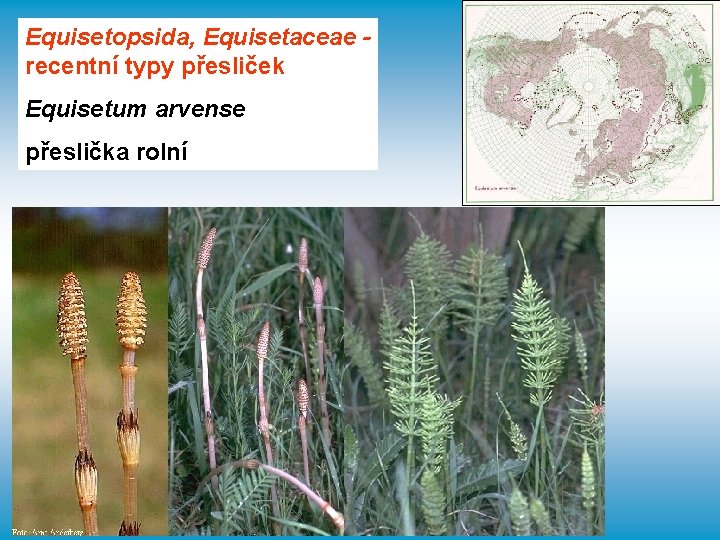Equisetopsida, Equisetaceae recentní typy přesliček Equisetum arvense přeslička rolní 