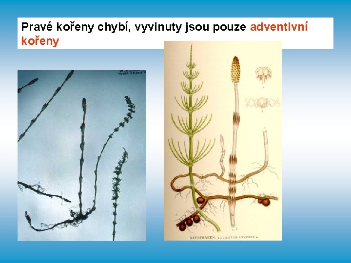 Pravé kořeny chybí, vyvinuty jsou pouze adventivní kořeny 
