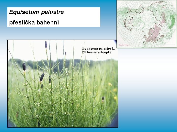Equisetum palustre přeslička bahenní 