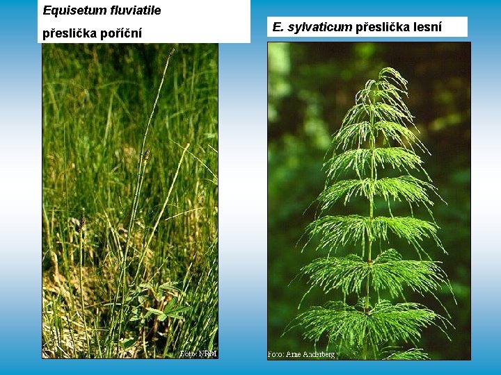 Equisetum fluviatile přeslička poříční E. sylvaticum přeslička lesní 