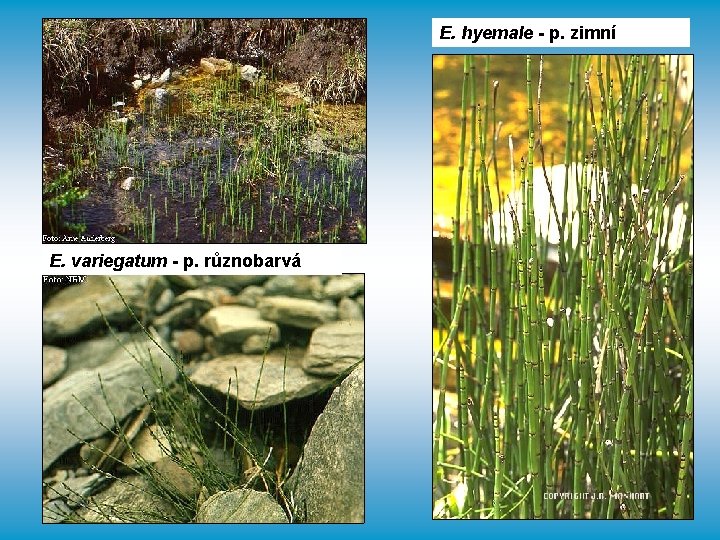 E. hyemale - p. zimní E. variegatum - p. různobarvá 