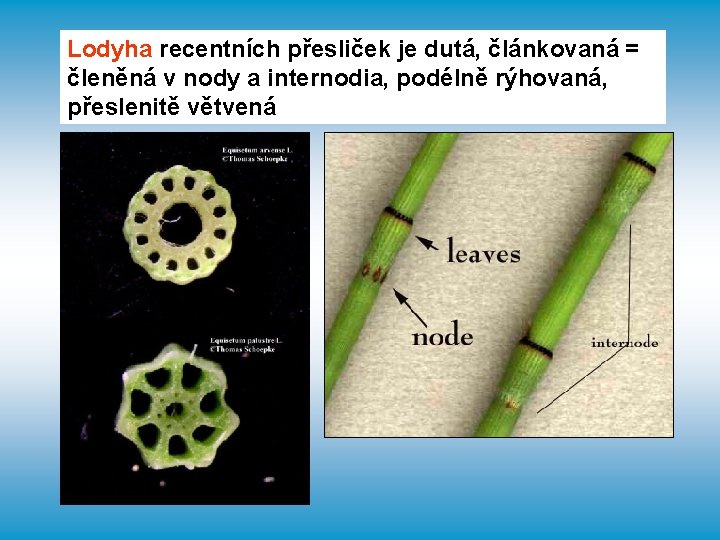Lodyha recentních přesliček je dutá, článkovaná = členěná v nody a internodia, podélně rýhovaná,
