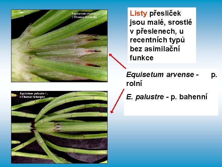 Listy přesliček jsou malé, srostlé v přeslenech, u recentních typů bez asimilační funkce Equisetum