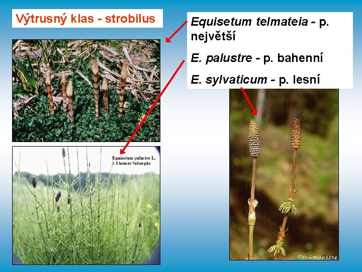 Výtrusný klas - strobilus Equisetum telmateia - p. největší E. palustre - p. bahenní