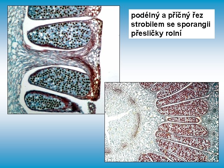 podélný a příčný řez strobilem se sporangii přesličky rolní 