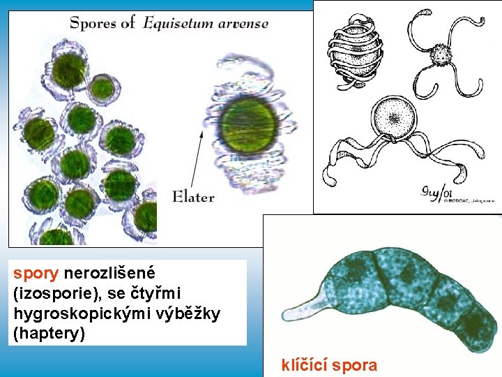 spory nerozlišené (izosporie), se čtyřmi hygroskopickými výběžky (haptery) klíčící spora 